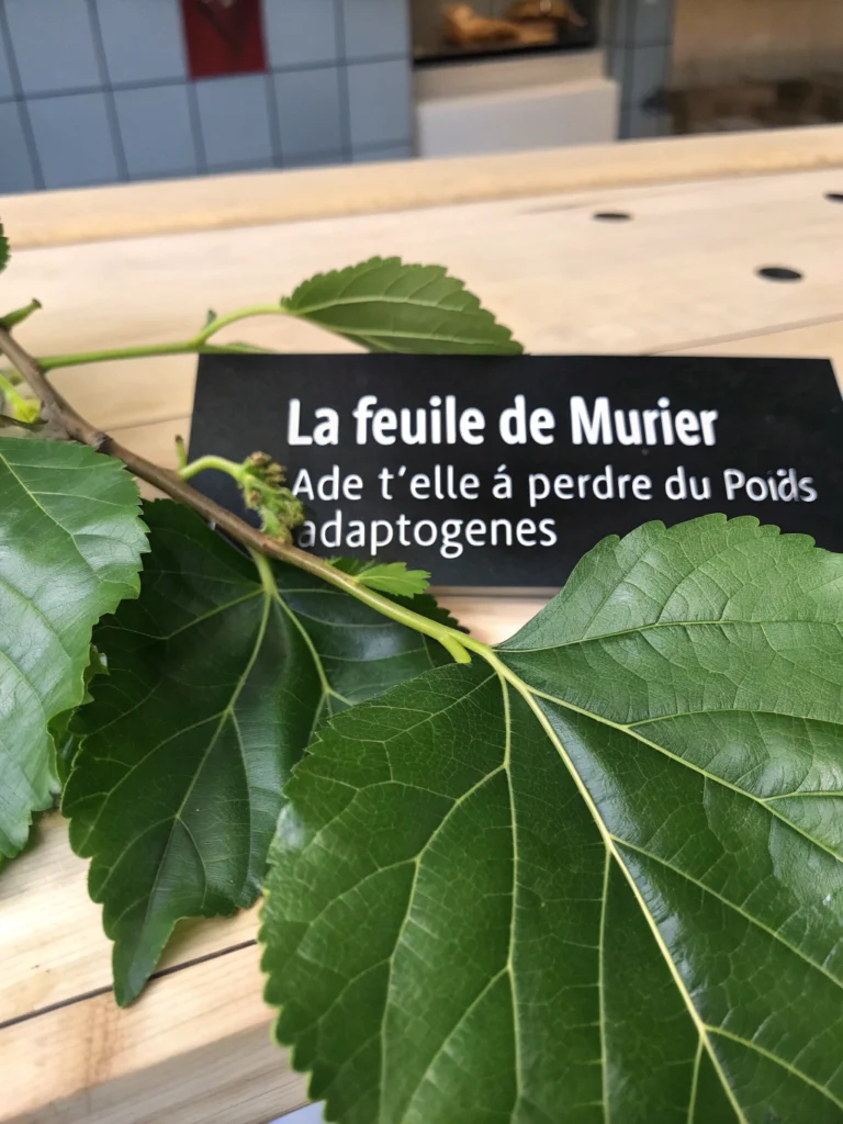 La feuille de mûrier aide-t-elle à perdre du poids ?